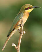 Little Bee-eater