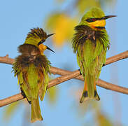 Little Bee-eater