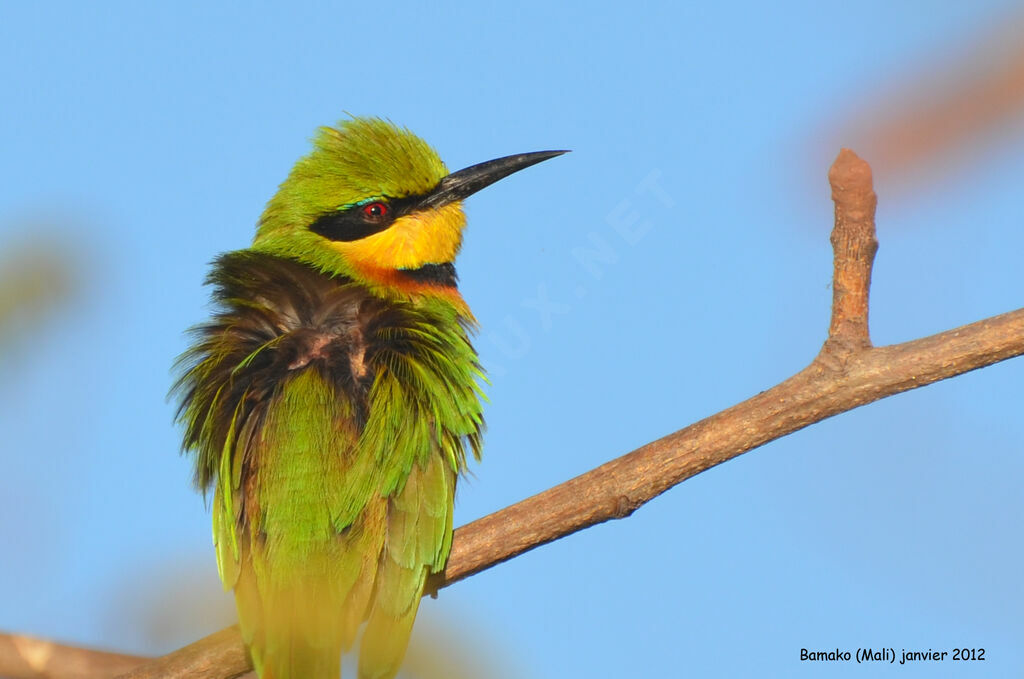 Guêpier nain, identification