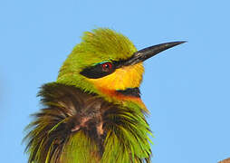 Little Bee-eater