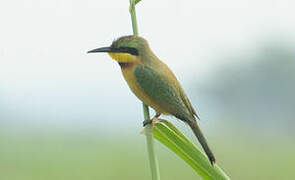 Little Bee-eater