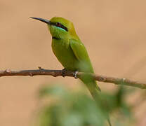 African Green Bee-eater