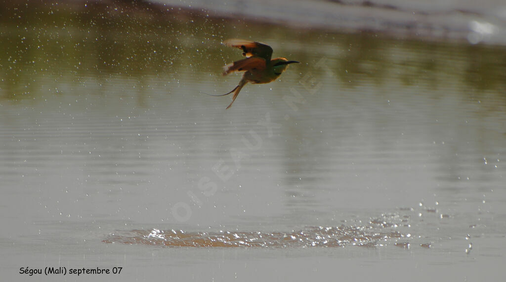 African Green Bee-eater