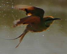 African Green Bee-eater