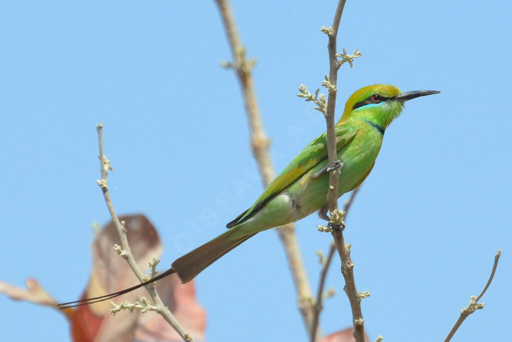 Guêpier vertadulte, identification