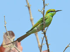 African Green Bee-eater