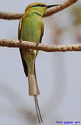 African Green Bee-eater