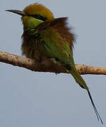 African Green Bee-eater