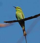 African Green Bee-eater