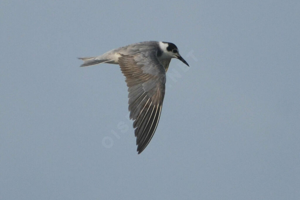 Black Ternsubadult, Flight