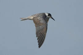 Black Tern