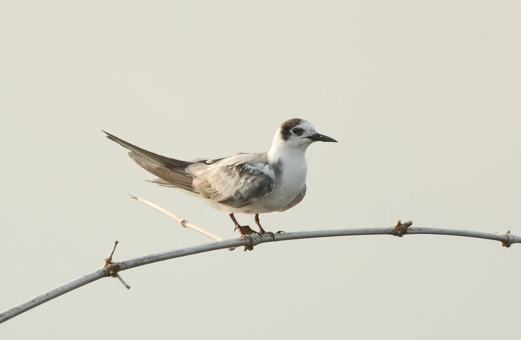 Guifette noireadulte internuptial, identification