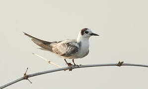 Black Tern