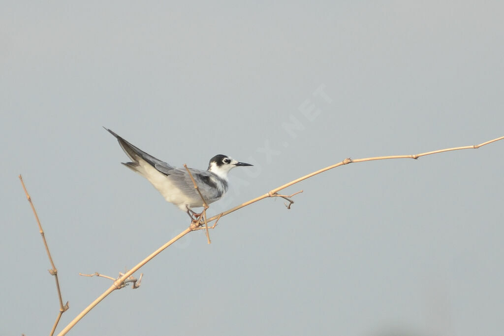 Guifette noireadulte internuptial, identification