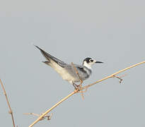 Black Tern