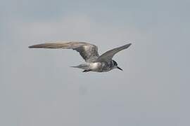 Black Tern