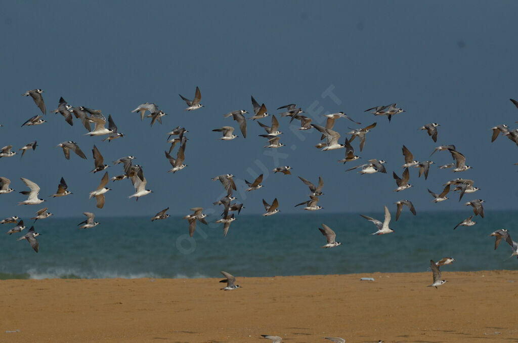 Black Tern