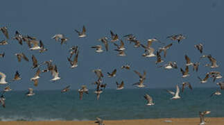 Black Tern