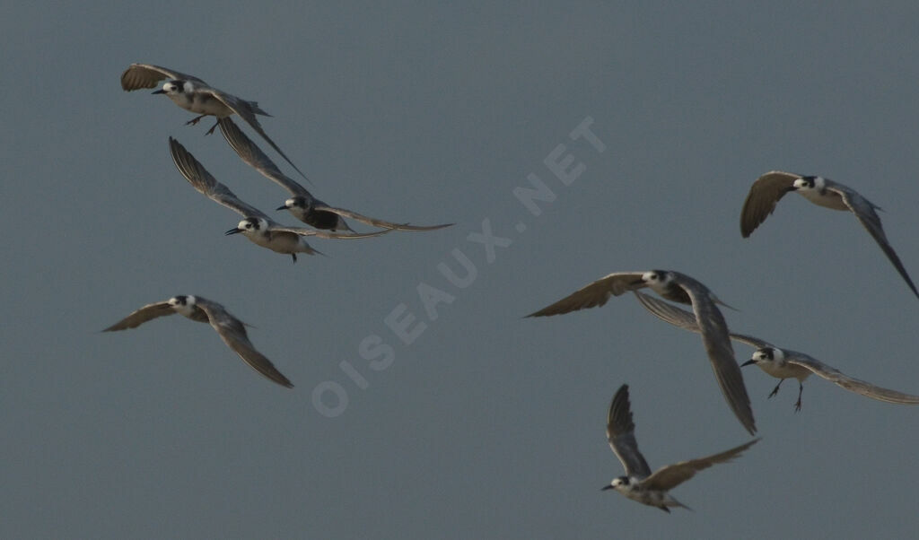 Black Tern