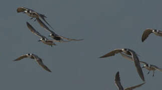 Black Tern