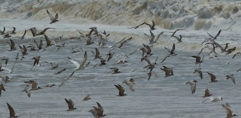 Black Tern