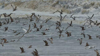 Black Tern