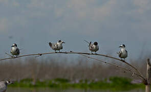 Black Tern