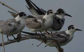 Black Tern