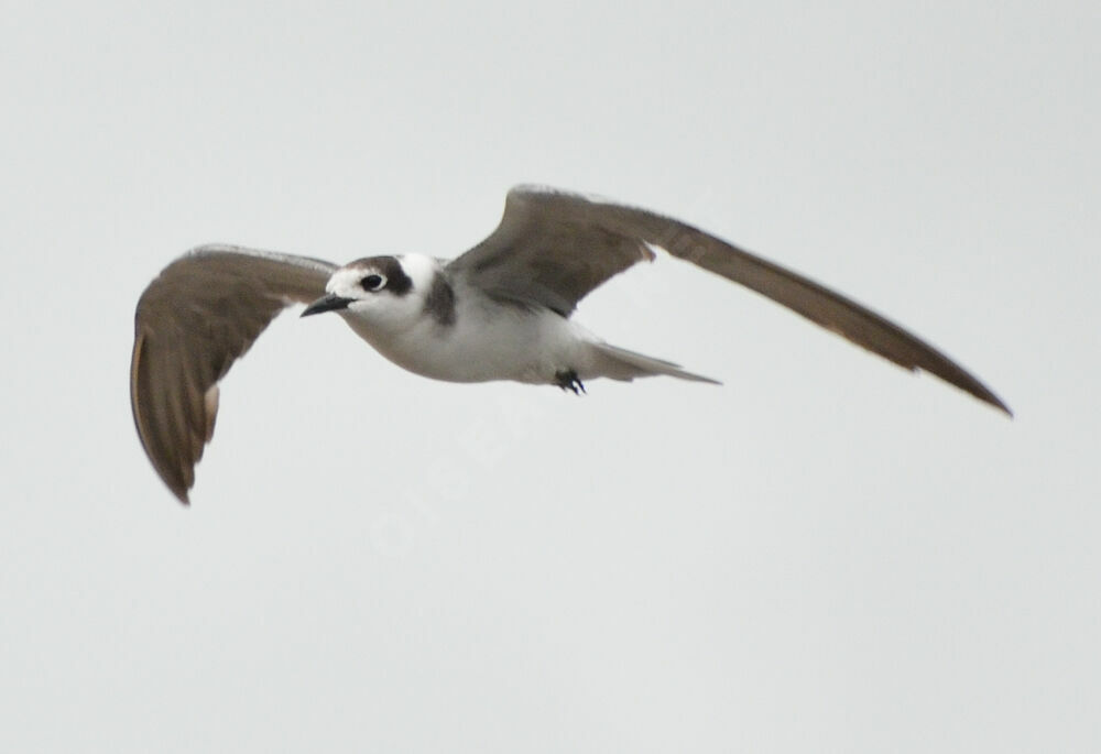 Guifette noireadulte internuptial, identification