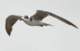 Black Tern