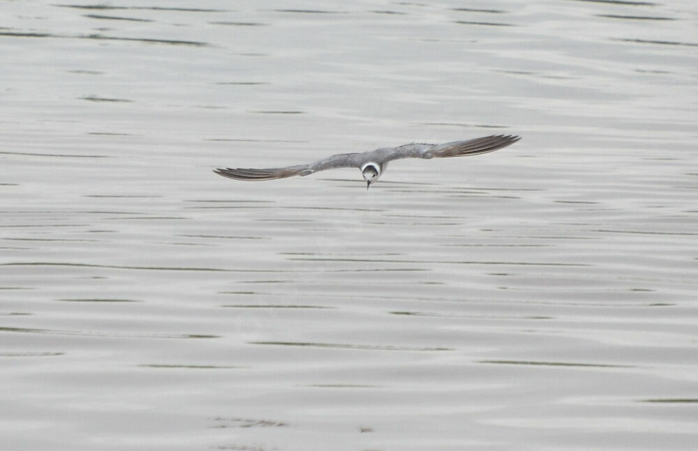 Black Tern