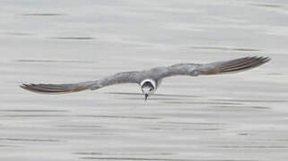 Black Tern