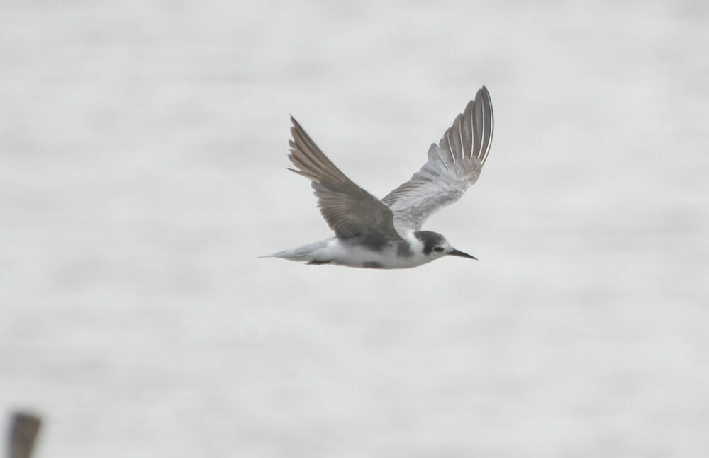 Black Tern, identification