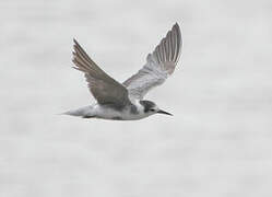 Black Tern