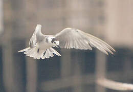 Black Tern