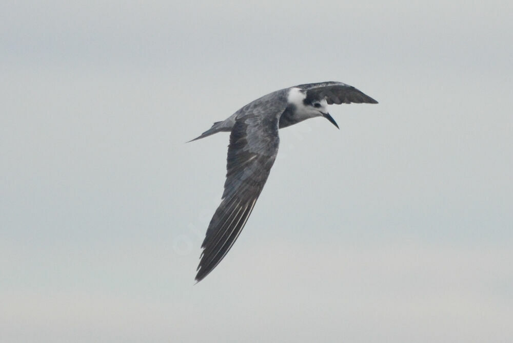 Black Tern