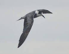 Black Tern