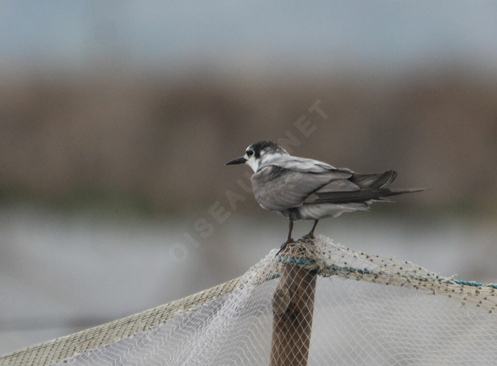 Guifette noireadulte internuptial