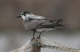 Black Tern