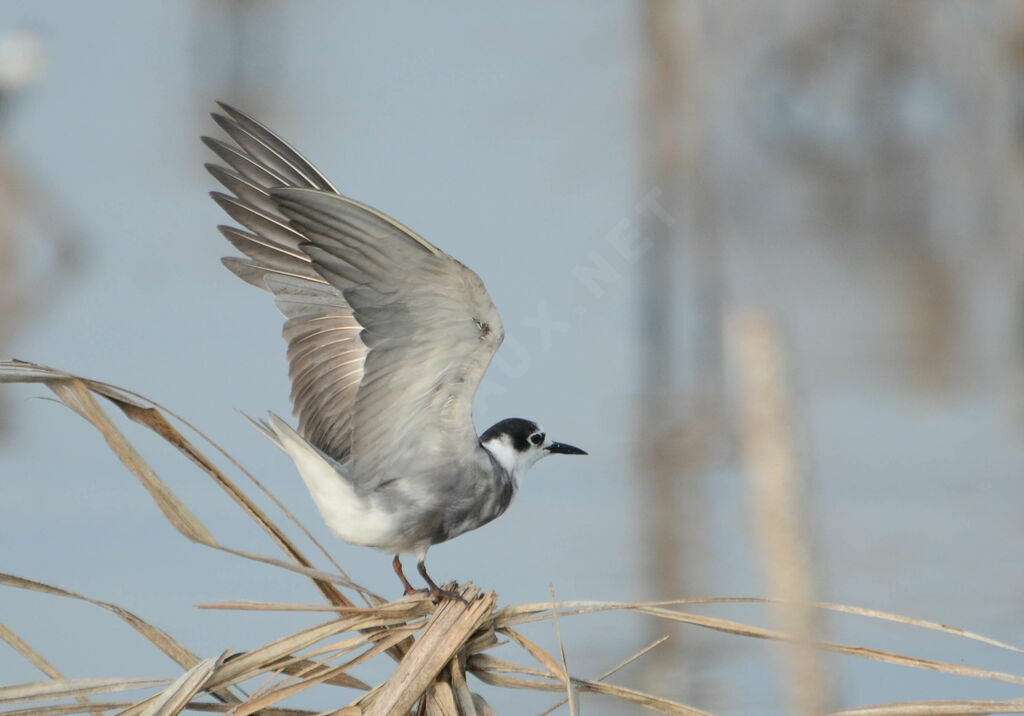 Guifette noireadulte