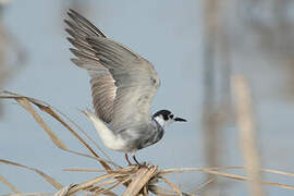 Black Tern