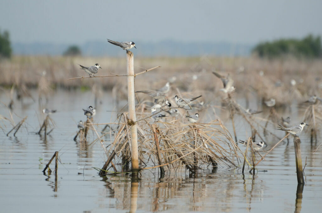 Black Tern