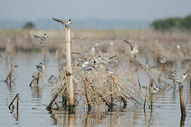 Black Tern