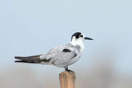 Black Tern