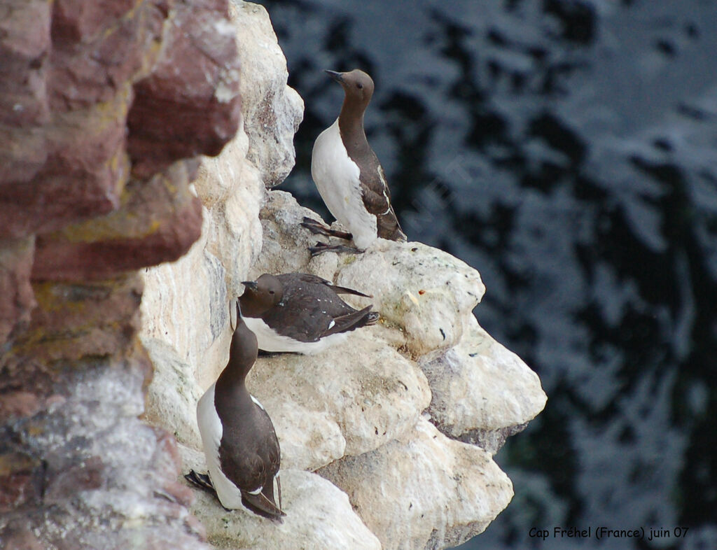 Common Murre