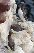 Common Murre