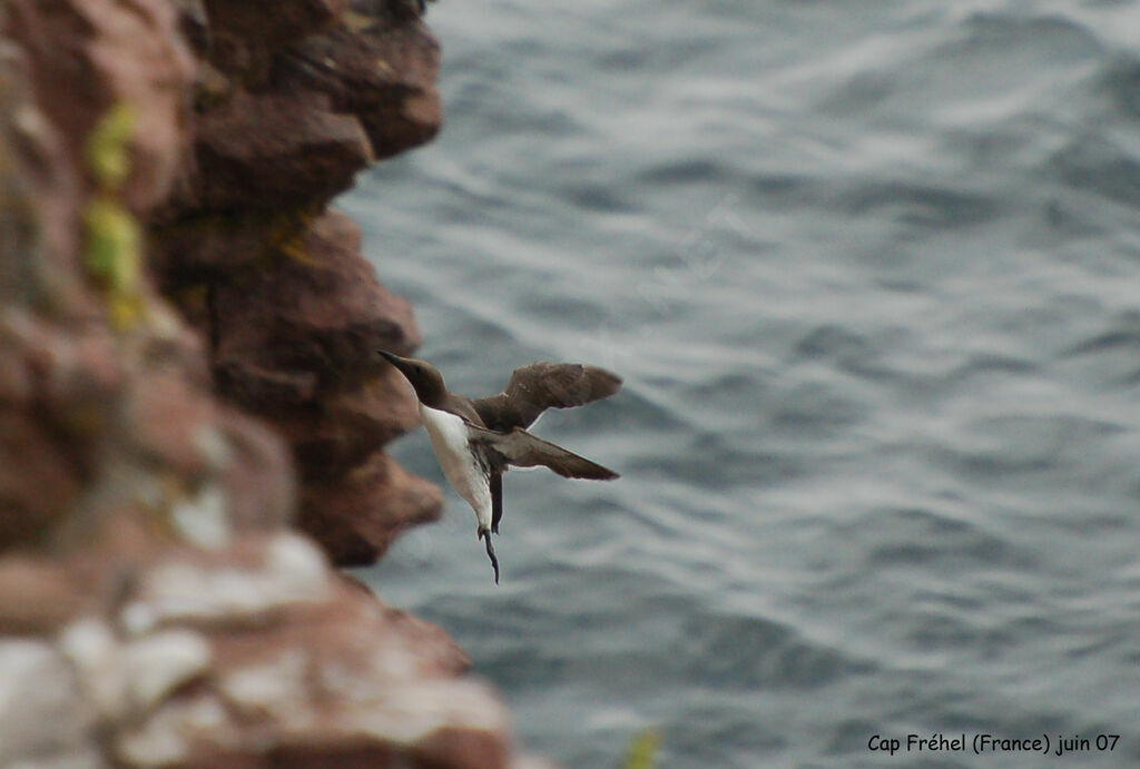 Guillemot de Troïladulte