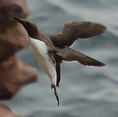 Guillemot de Troïl