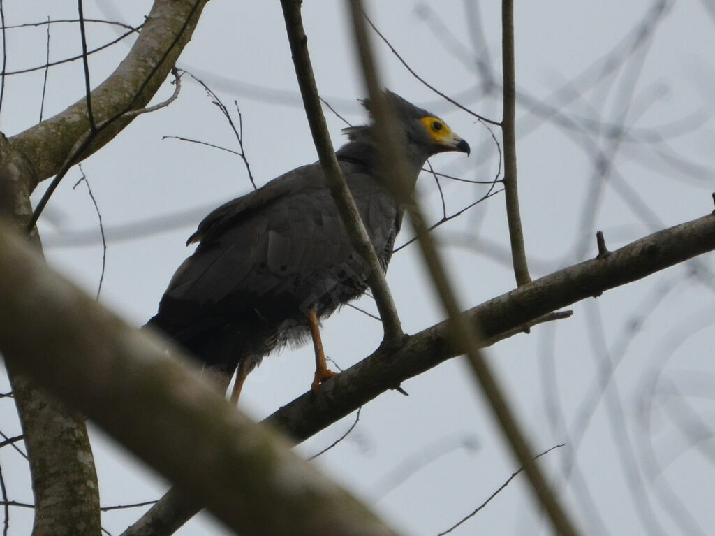 African Harrier-Hawkadult, identification