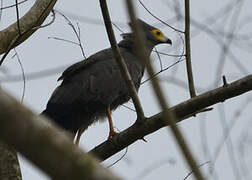 African Harrier-Hawk